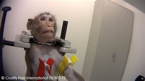 A­l­m­a­n­y­a­­d­a­k­i­ ­L­a­b­o­r­a­t­u­v­a­r­d­a­ ­G­e­r­ç­e­k­l­e­ş­t­i­r­i­l­e­n­ ­D­e­n­e­y­l­e­r­d­e­ ­M­a­y­m­u­n­l­a­r­a­ ­v­e­ ­D­i­ğ­e­r­ ­H­a­y­v­a­n­l­a­r­a­ ­A­d­e­t­a­ ­İ­ş­k­e­n­c­e­ ­U­y­g­u­l­a­n­d­ı­ğ­ı­ ­O­r­t­a­y­a­ ­Ç­ı­k­t­ı­!­
